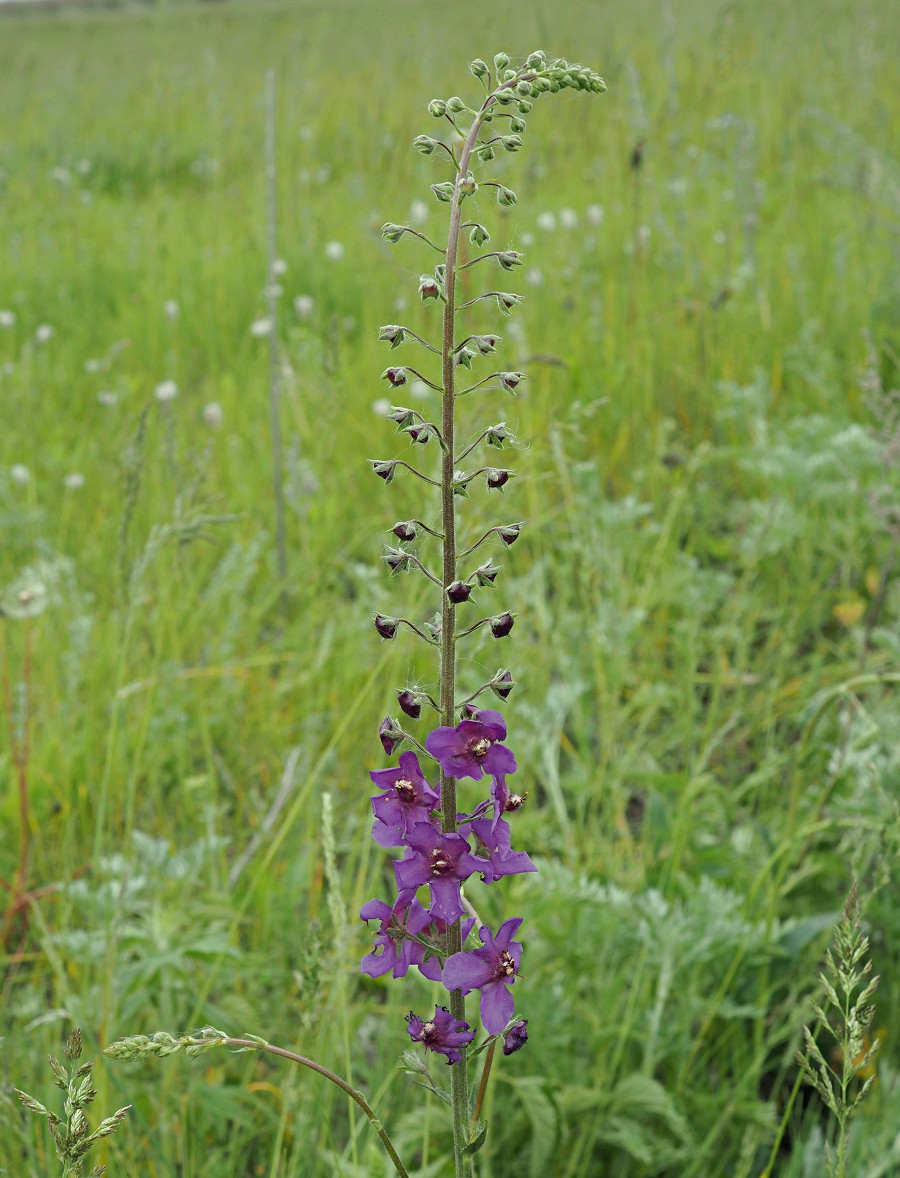 Image of Verbascum phoeniceum specimen.