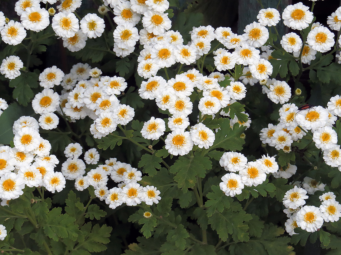 Изображение особи Pyrethrum parthenium.