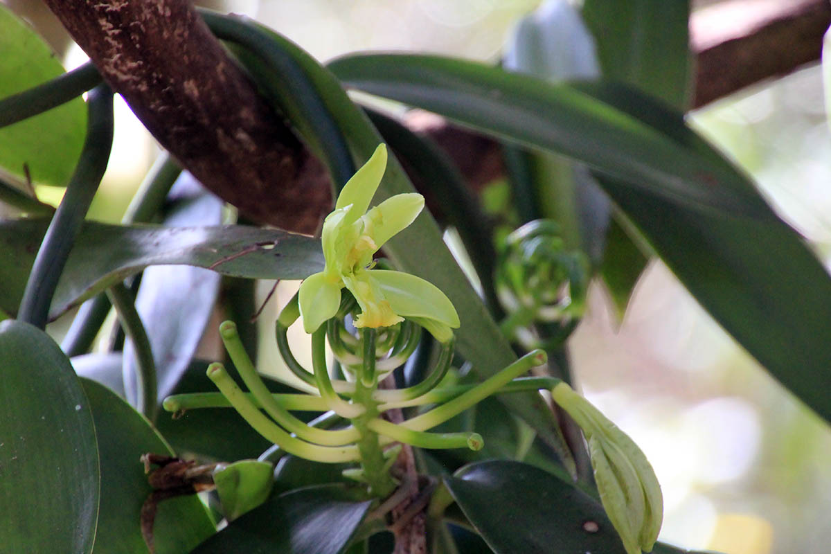 Image of genus Vanilla specimen.