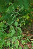 Sigesbeckia orientalis. Цветущее растение. Республика Абхазия, г. Сухум. 22.08.2009.