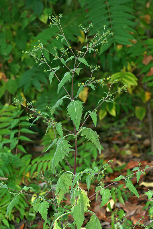 Изображение особи Sigesbeckia orientalis.