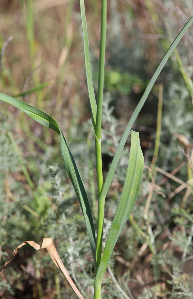 Изображение особи Allium atroviolaceum.