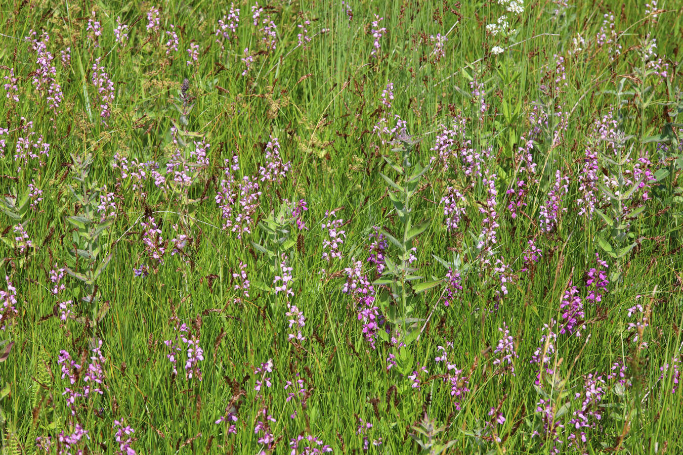 Image of Dactylorhiza iberica specimen.