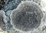 Image of taxon representative. Author is Игорь Евдокимов