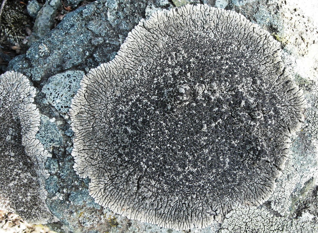 Image of Lobothallia alphoplaca specimen.