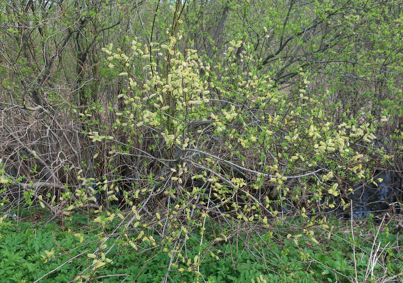 Image of Salix myrsinifolia specimen.