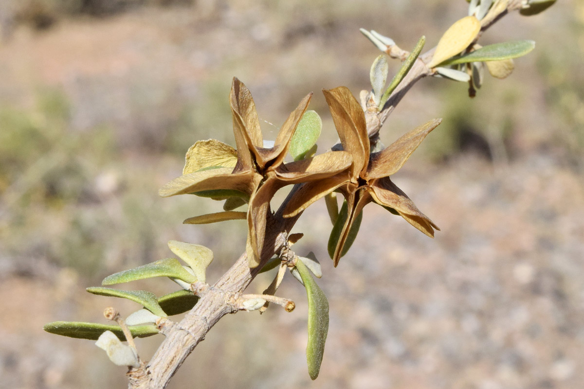 Image of Zygophyllum atriplicoides specimen.
