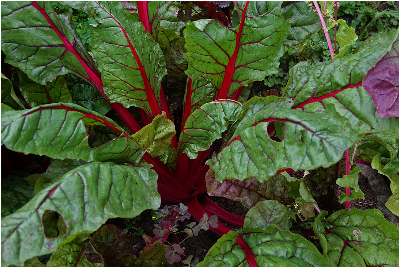 Image of Beta vulgaris ssp. cicla specimen.