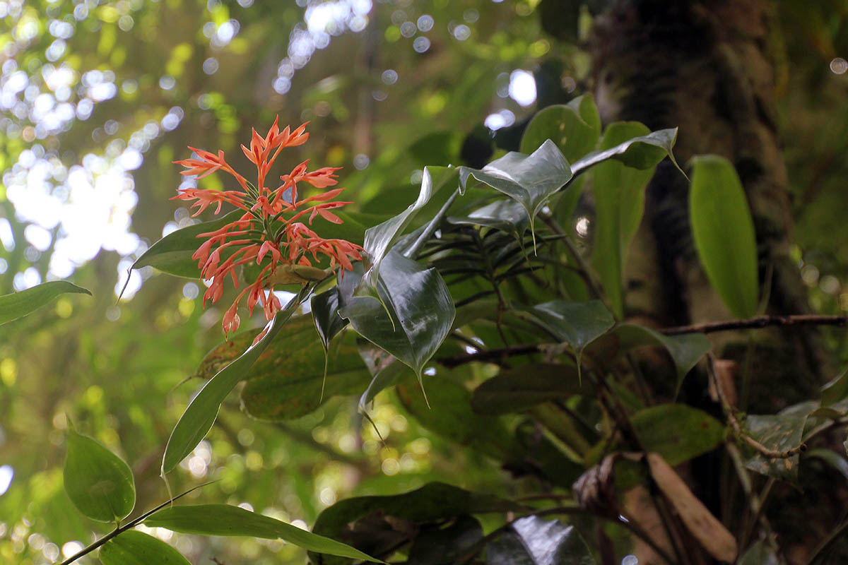 Изображение особи род Hedychium.