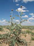 Echinops albicaulis. Бутонизирующее растение. Южный Казахстан, Жамбылская обл., Жамбылский р-н, 4 км к северу от с. Каракемер, Талас-Ассинское междуречье, пески. 15 мая 2022 г.