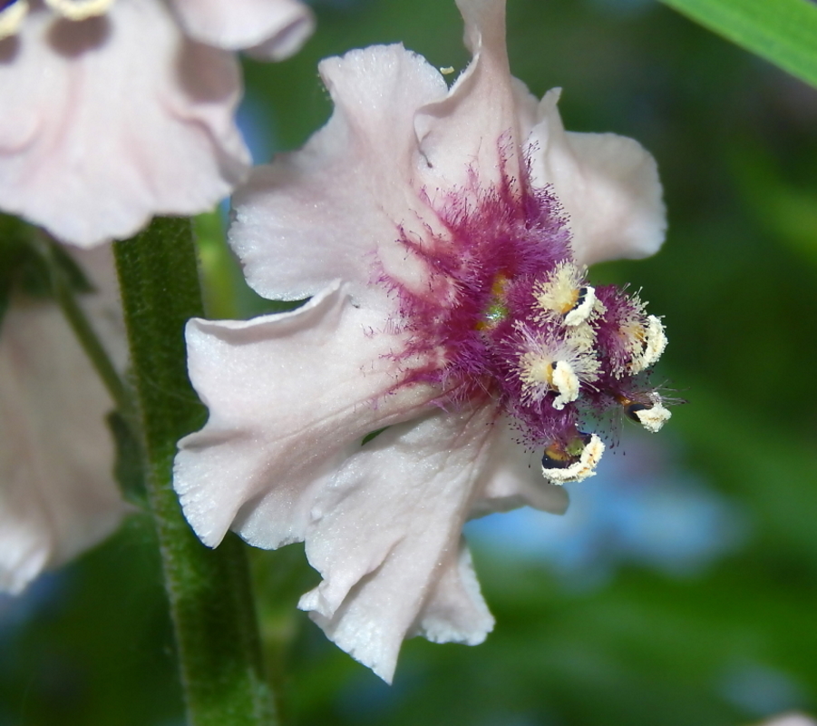 Image of Verbascum phoeniceum specimen.