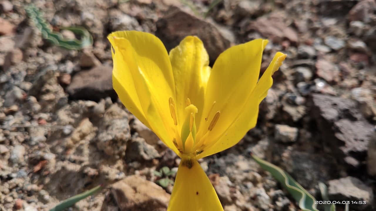 Изображение особи Tulipa intermedia.