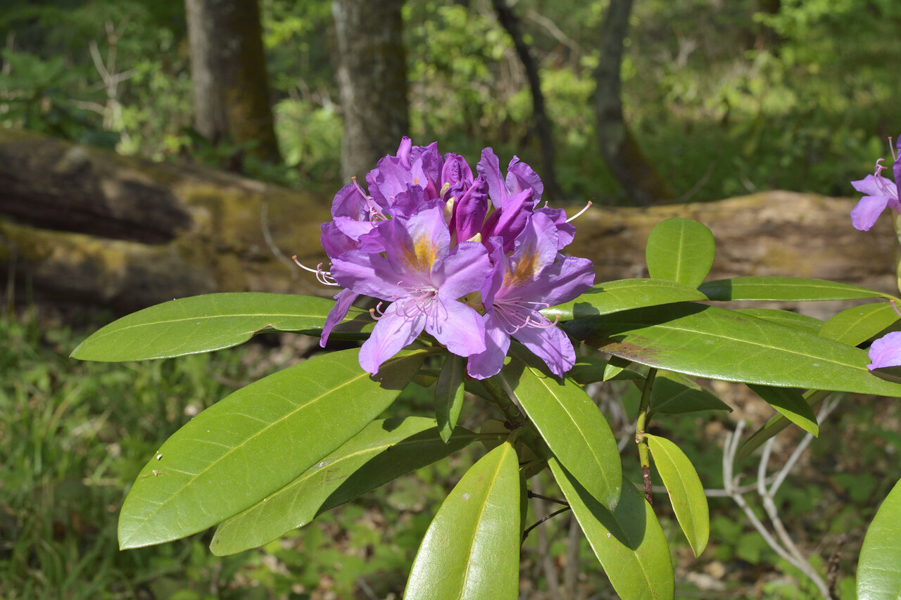 Image of Rhododendron ponticum specimen.