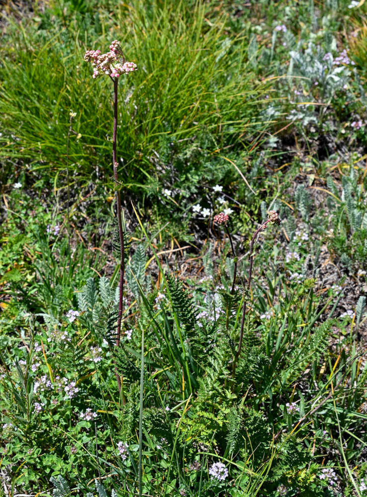 Image of Filipendula vulgaris specimen.