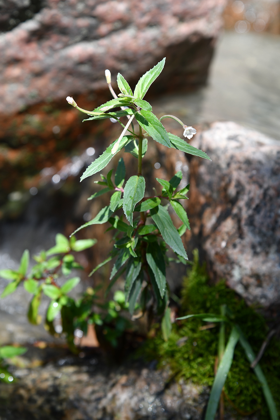 Изображение особи Epilobium cylindricum.