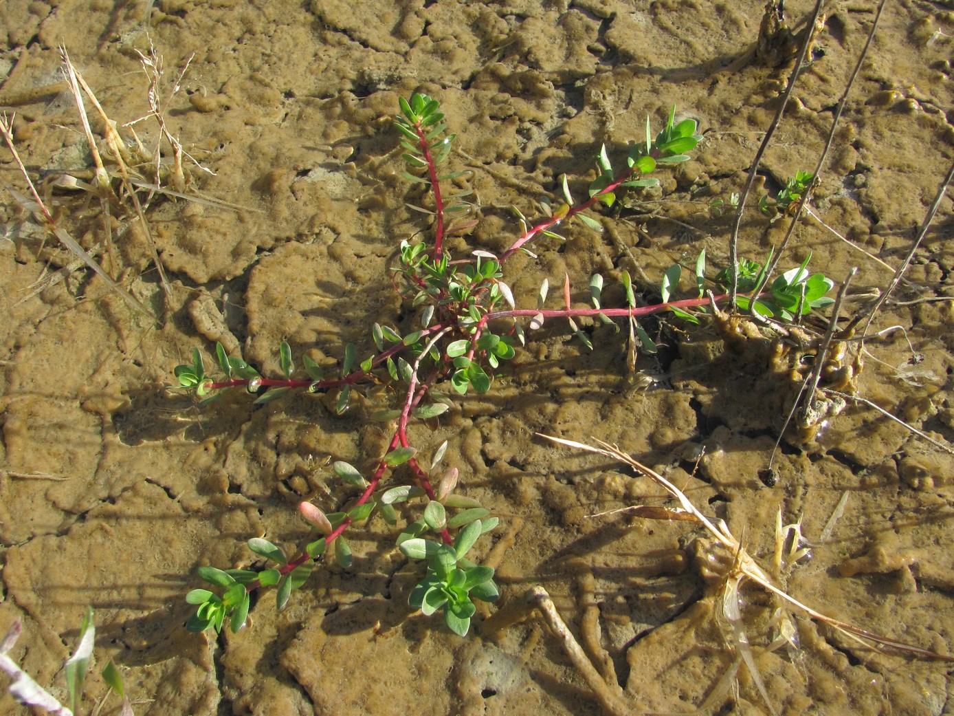 Image of Lythrum hyssopifolia specimen.