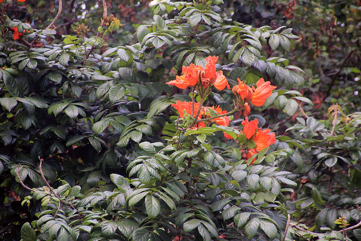 Изображение особи Spathodea campanulata.