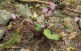 Cyclamen persicum