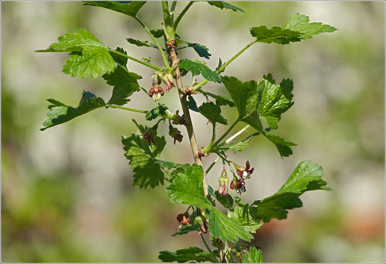 Image of Ribes × nidigrolaria specimen.