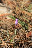 Crocus tauricus