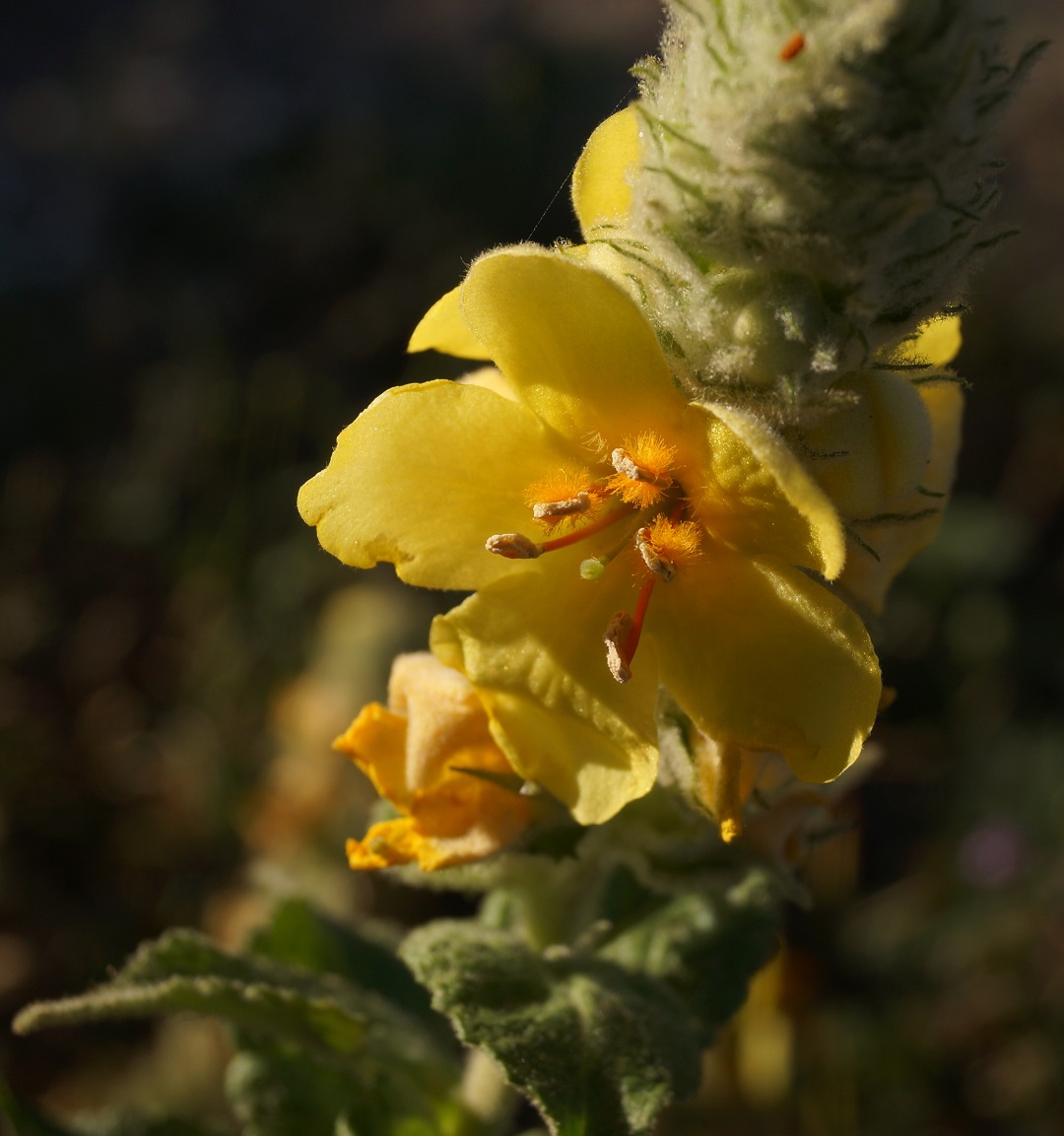 Image of Verbascum ovalifolium specimen.
