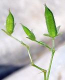 Oxalis stricta