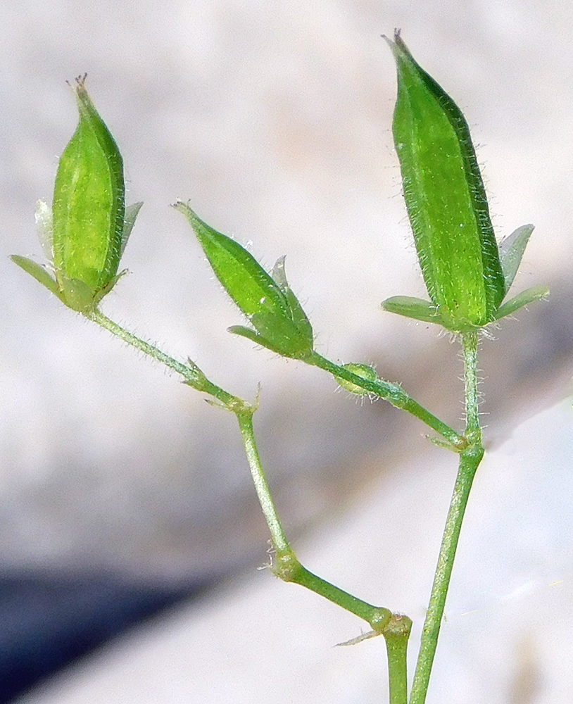 Изображение особи Oxalis stricta.