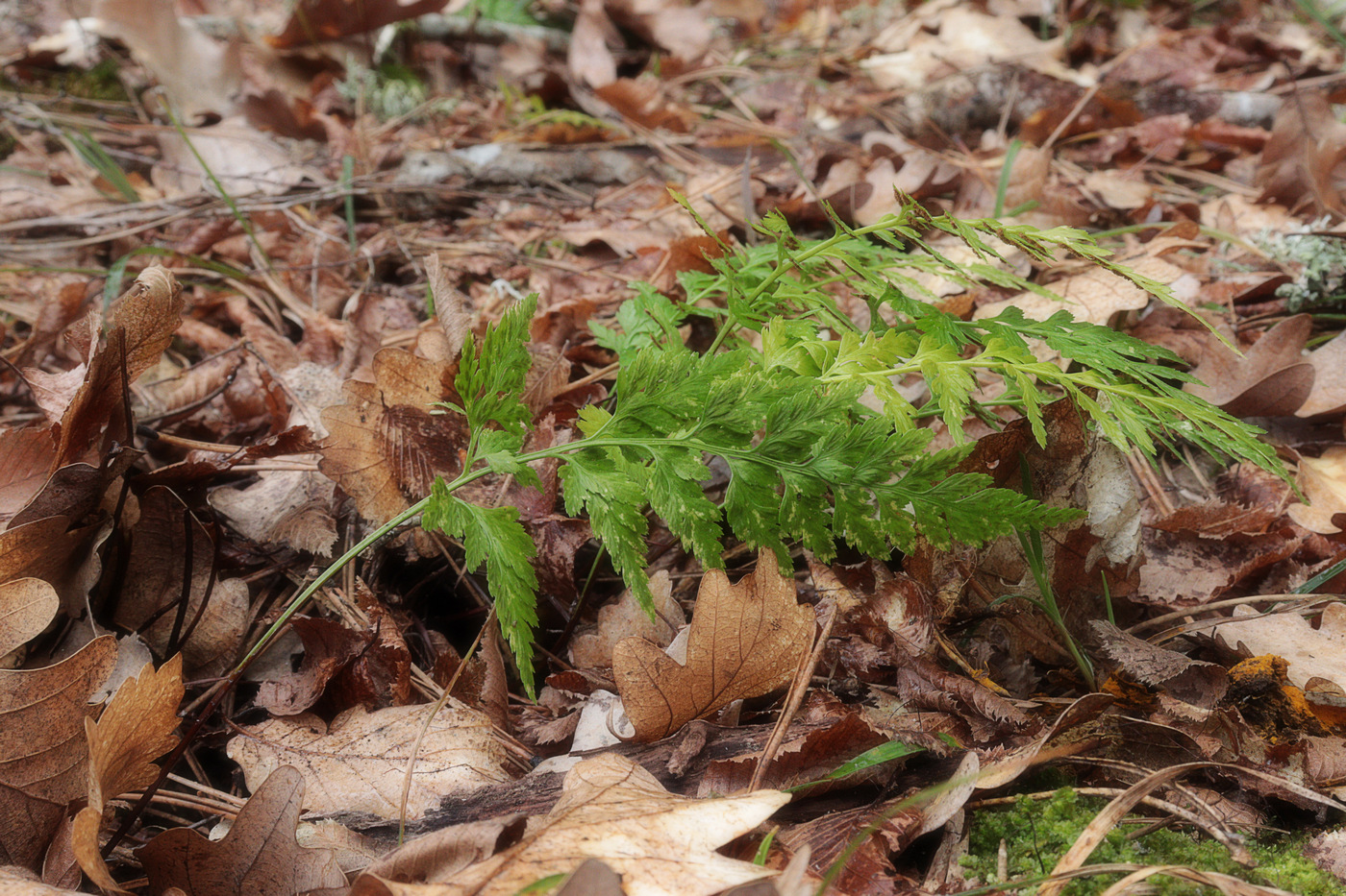 Image of Asplenium adiantum-nigrum specimen.