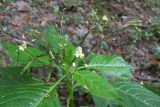 Impatiens parviflora