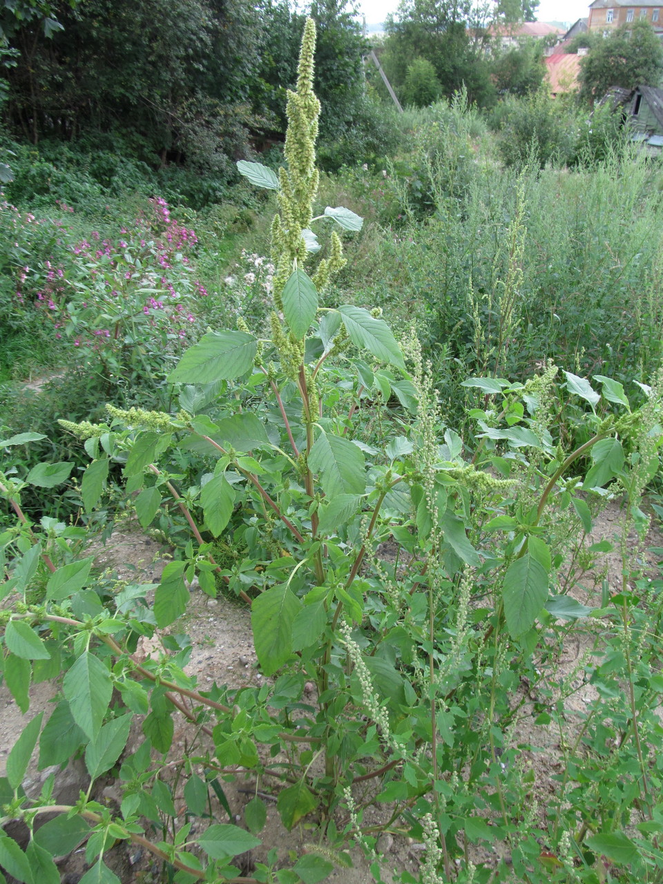 Изображение особи Amaranthus retroflexus.