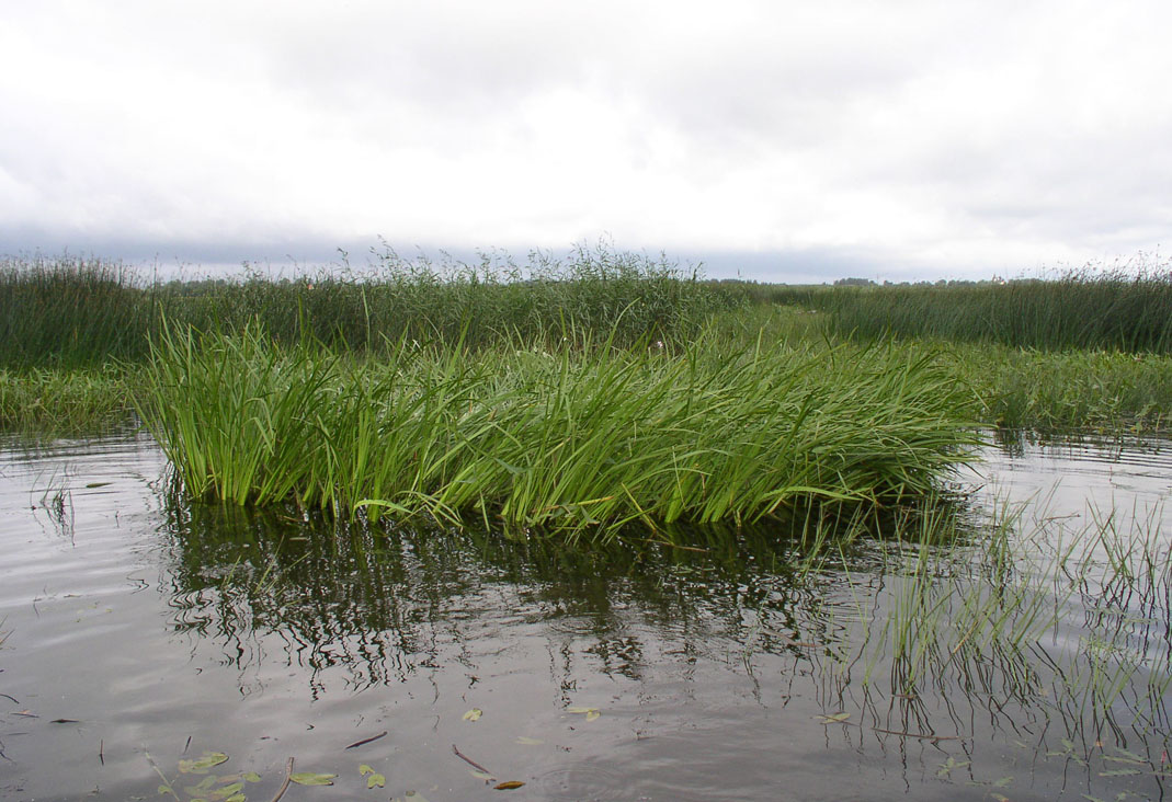 Изображение особи Acorus calamus.