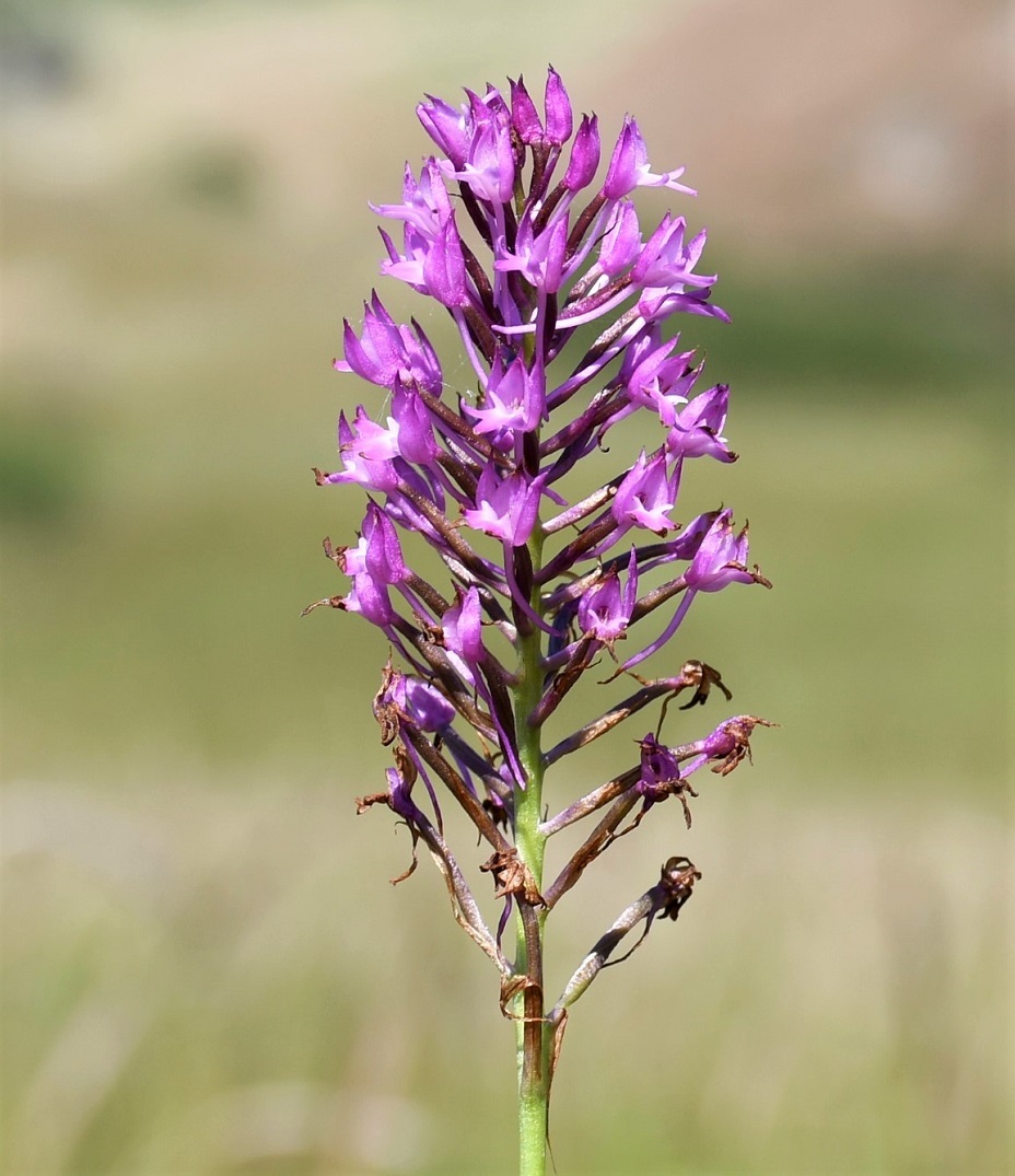 Image of Anacamptis pyramidalis specimen.