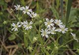 Stellaria holostea. Верхушки цветущих растений. Пермский край, Добрянский р-н, окр. с. Полазна, разнотравный луг. 28.05.2023.