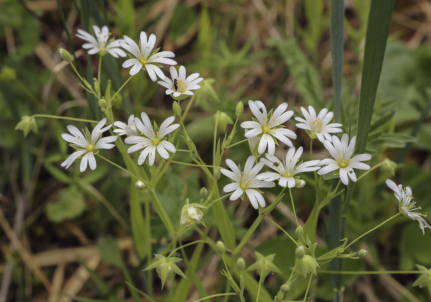 Image of Stellaria holostea specimen.