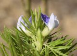 Psoralea pinnata. Верхушка ветви с соцветием. Испания, автономное сообщество Каталония, провинция Жирона, комарка Баш-Эмпорда, муниципалитет Палафружель, ботанический сад \"Кап-Роч\". 04.06.2023.