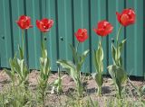 род Tulipa