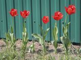 genus Tulipa