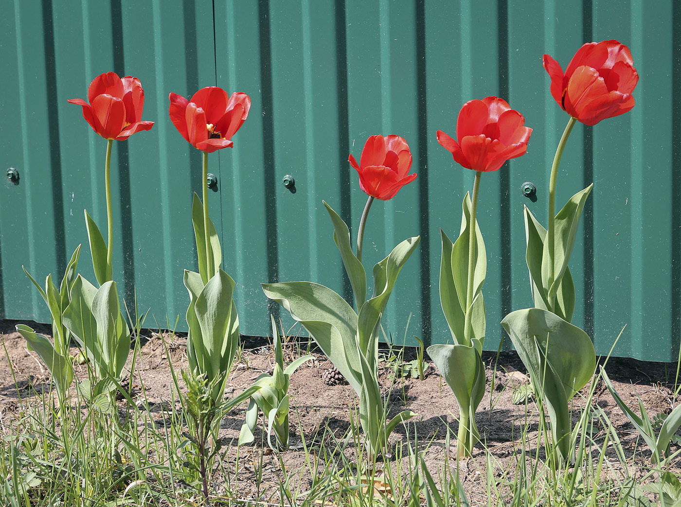 Image of genus Tulipa specimen.
