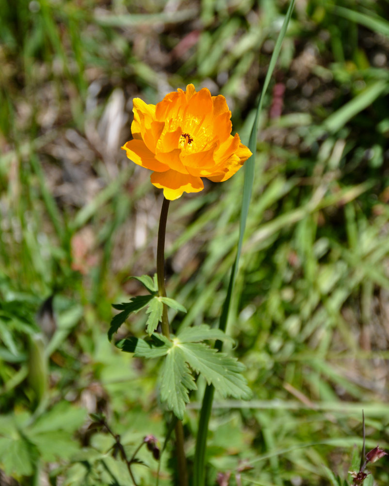 Image of Trollius altaicus specimen.