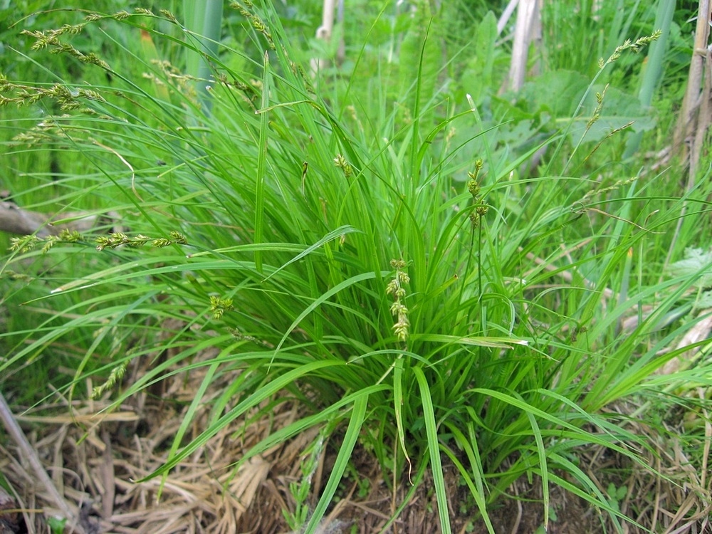 Image of Carex elongata specimen.