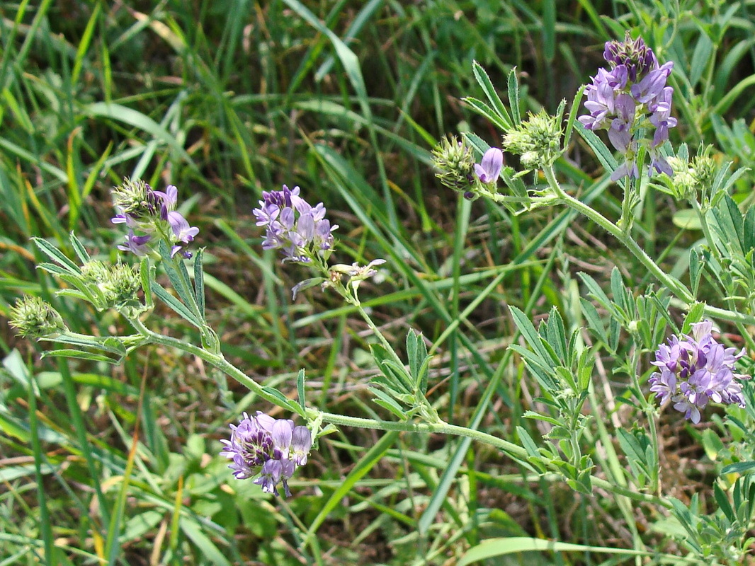 Изображение особи Medicago sativa.