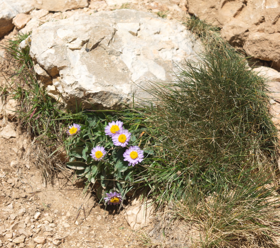 Изображение особи семейство Asteraceae.