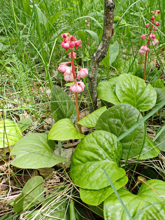 Image of Pyrola incarnata specimen.