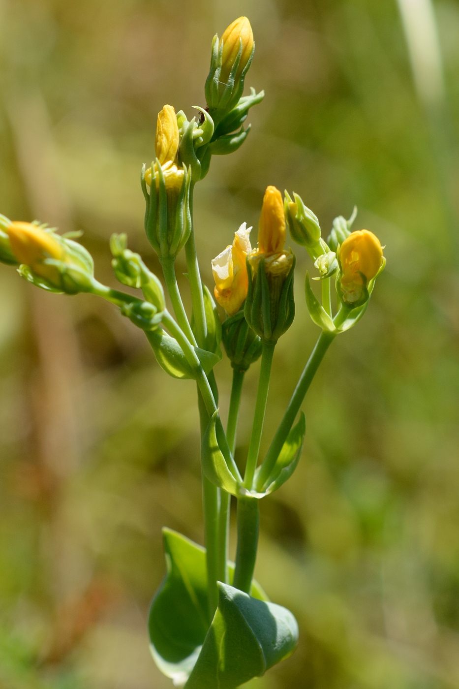 Изображение особи Blackstonia perfoliata.