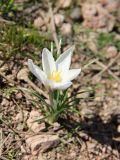Crocus alatavicus. Цветущее растение. Узбекистан, Ташкентская обл., западные отроги Чаткальского хребта, Большой Чимган, ур. Аксай, около 2000 м н.у.м., каменисто-щебнистый склон, у тающего снежника. 26.04.2017.