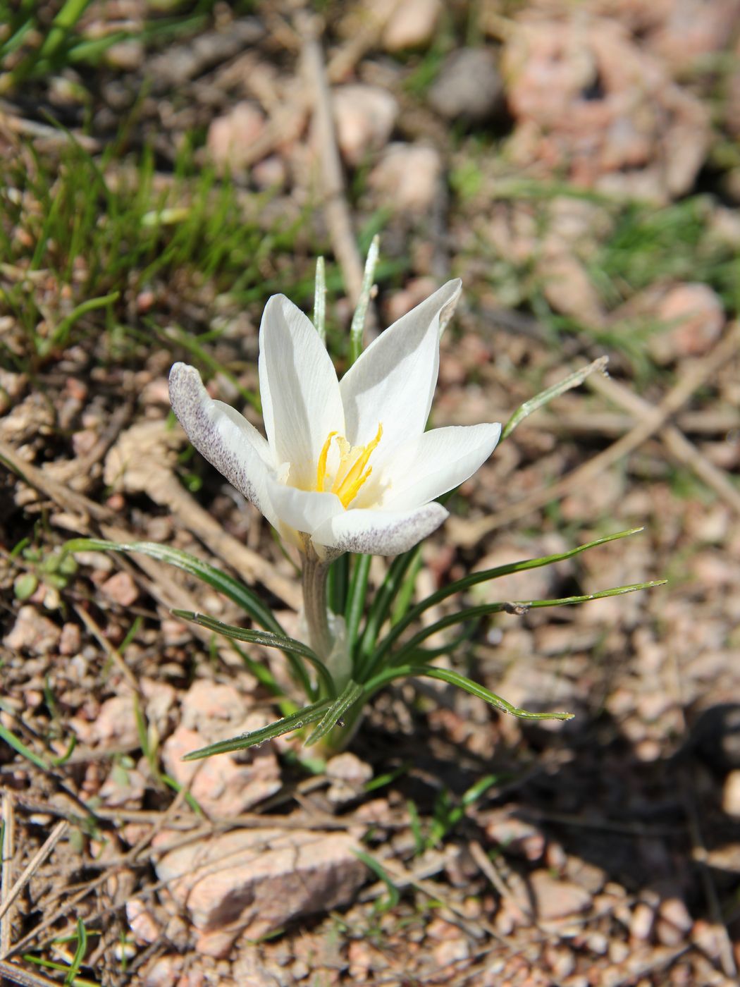 Изображение особи Crocus alatavicus.