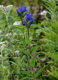 Gentiana triflora