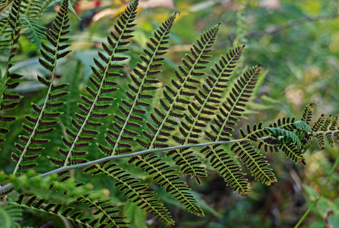 Изображение особи Athyrium monomachii.