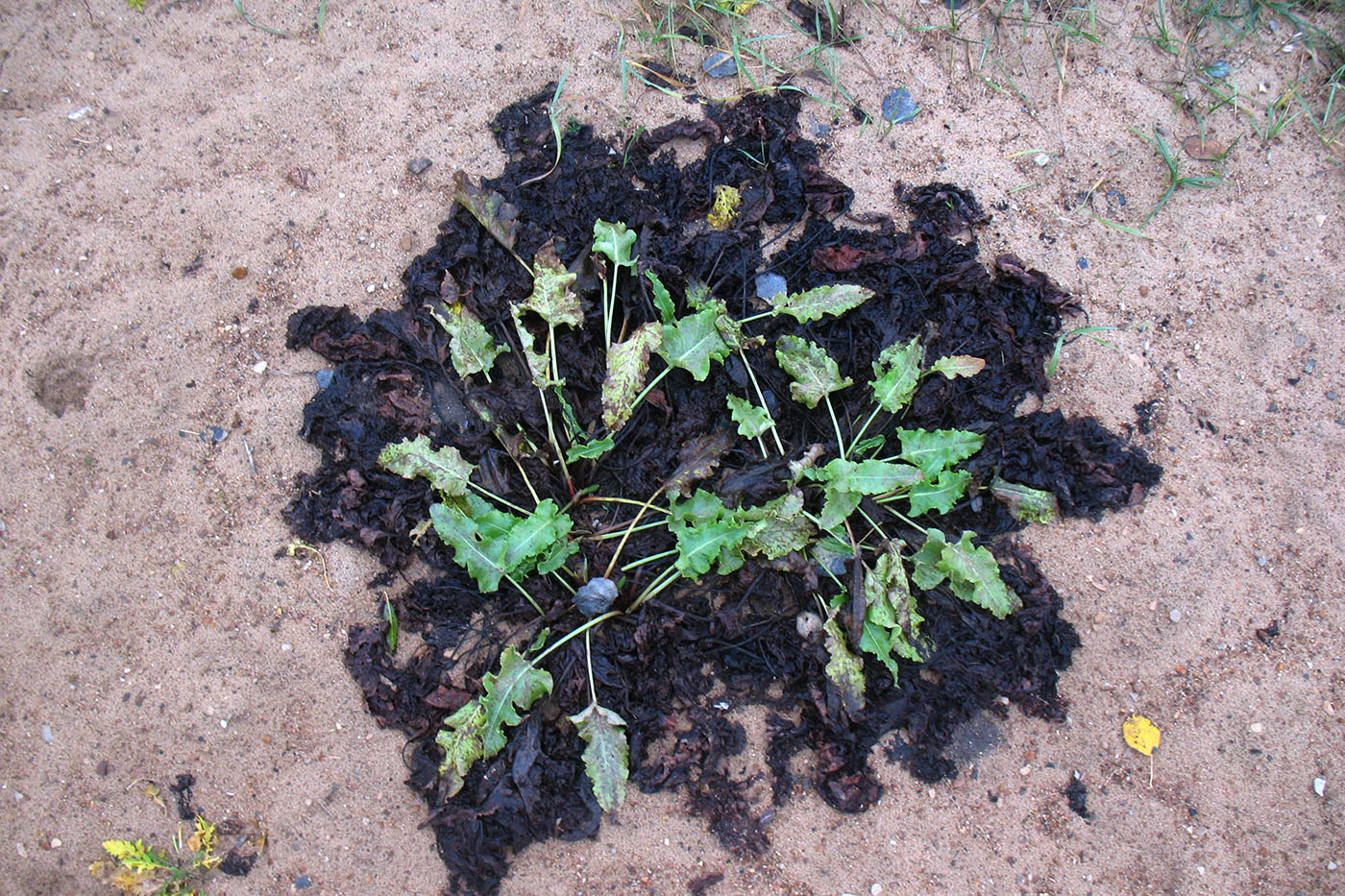 Image of Rumex confertus specimen.