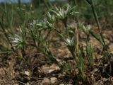Minuartia glomerata